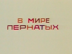 В Мире Пернатых