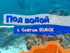 Под водой с…