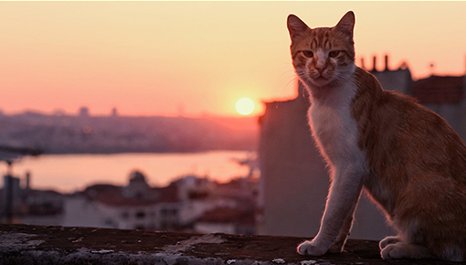 Город кошек смотреть бесплатно в нашем онлайн-кинотеатре Tvigle.ru