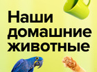 Наши домашние животные