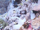 Красное море. Elphinstone Reef