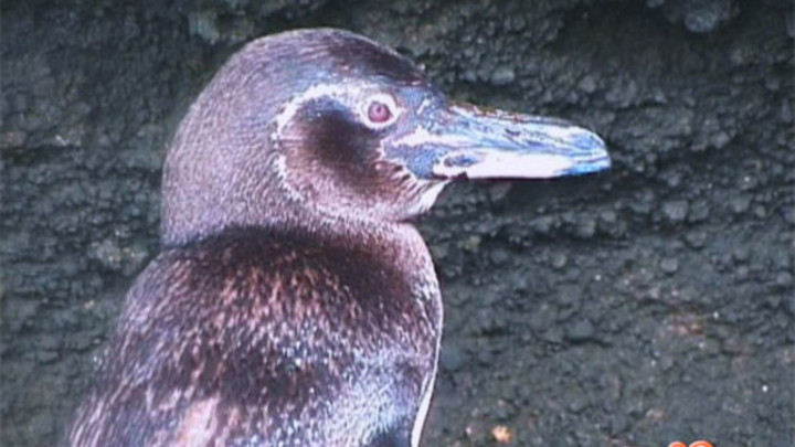 Пингвины на экваторе