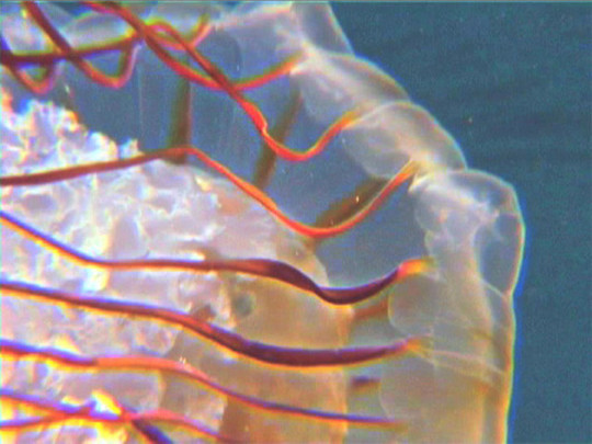 Жгучие, ядовитые медузы