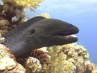 Red Sea Moray