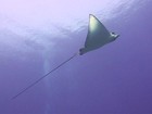 Red Sea Eagle Ray