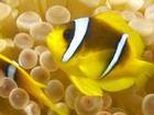 Clown Fish of the Red Sea