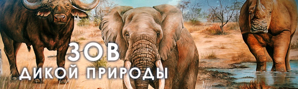 Зов дикой природы смотреть бесплатно в нашем онлайн-кинотеатре Tvigle.ru смотреть бесплатно в нашем онлайн-кинотеатре Tvigle.ru