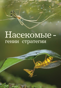 Насекомые – гении стратегии смотреть бесплатно в нашем онлайн-кинотеатре Tvigle.ru