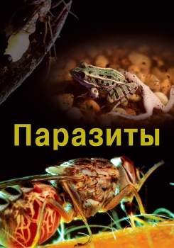 Паразиты смотреть бесплатно в нашем онлайн-кинотеатре Tvigle.ru