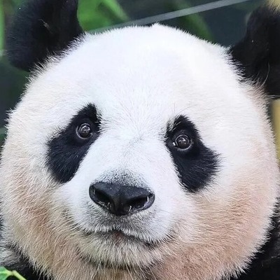 Ай Бао смотреть бесплатно в нашем онлайн-кинотеатре Tvigle.ru