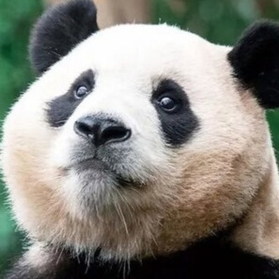 Фу Бао смотреть бесплатно в нашем онлайн-кинотеатре Tvigle.ru