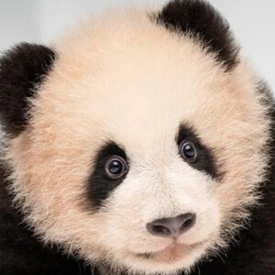 Хуэй Бао смотреть бесплатно в нашем онлайн-кинотеатре Tvigle.ru