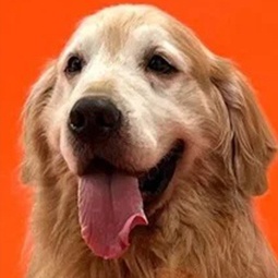 Флойд смотреть бесплатно в нашем онлайн-кинотеатре Tvigle.ru