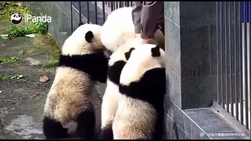 Панда 4 видео 2024. Панды дерутся. Смешные панды видео ютуб. Побег от панды. Панда дерется,орла панд.