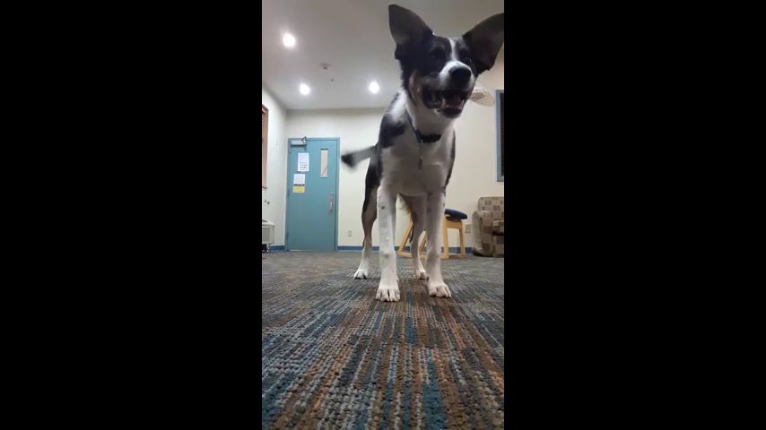 Команды для собак. Ви сонбэ из манхвы воспитание хозяина. Яой манга воспитание хозяина. Дрессировщик собак. Человек кормит собаку.