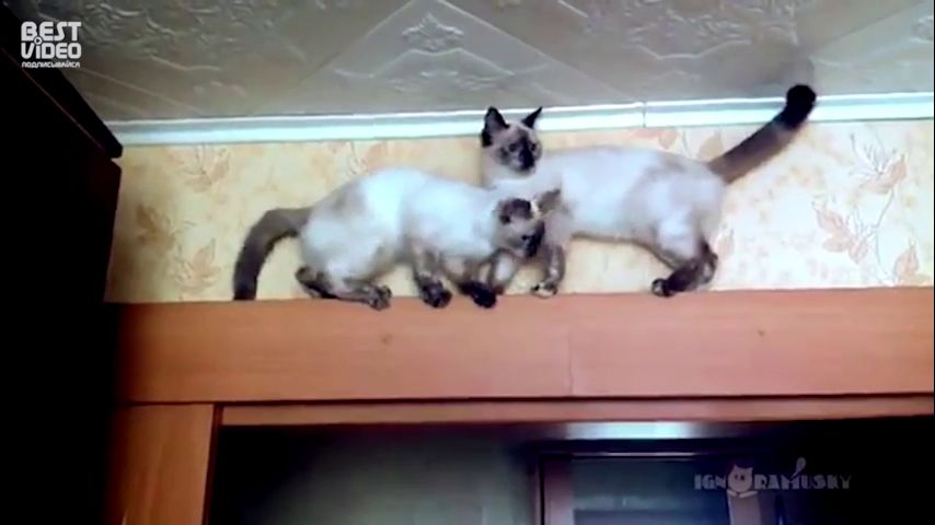 Смотреть видео Смотреть видео в полной версии