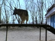 Собачья жизнь смотреть бесплатно в нашем онлайн-кинотеатре Tvigle.ru
