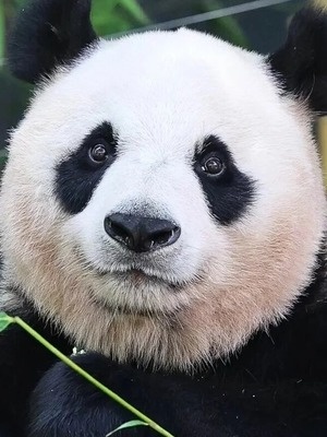 Ай Бао смотреть бесплатно в нашем онлайн-кинотеатре Tvigle.ru