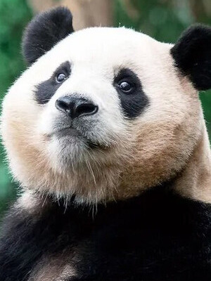 Фу Бао смотреть бесплатно в нашем онлайн-кинотеатре Tvigle.ru