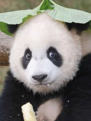 Жуй Бао смотреть бесплатно в нашем онлайн-кинотеатре Tvigle.ru