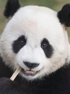 Лэ Бао смотреть бесплатно в нашем онлайн-кинотеатре Tvigle.ru