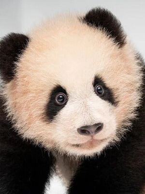 Хуэй Бао смотреть бесплатно в нашем онлайн-кинотеатре Tvigle.ru