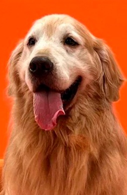 Флойд смотреть бесплатно в нашем онлайн-кинотеатре Tvigle.ru